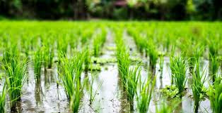 خشکسالی‌های پی‌درپی منابع آبی بخش کشاورزی در استان را تحت تاثیر قرار داده است
