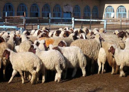 توزیع نهاده های دامی از دیگر اقدامات انجام شده در راستای کمک به عشایر و مقابله با قاچاق دام بودن است