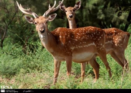 انتقال ۲۰ راس گوزن زرد سایت ایلام به خوزستان آغاز شد