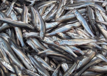 سیلاب اخیر باعث تلف شدن بیش از ۳۰ هزار قطعه بچه ماهی قزل آلا در بدره شد