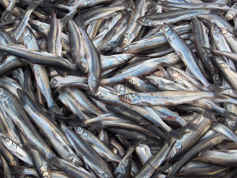 سیلاب اخیر باعث تلف شدن بیش از ۳۰ هزار قطعه بچه ماهی قزل آلا در بدره شد