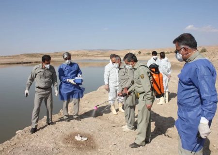 استان ایلام همه ساله پذیرای ۳۰ گونه پرنده مهاجر است