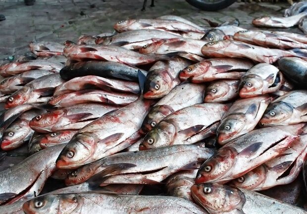 استان دارای ۲۶۵ طرح پرورش ماهی سردآبی و گرم آبی و تعاونی صیادی است