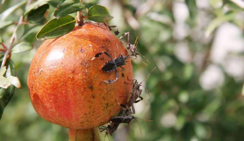 مبارزه تحقیقاتی با آفات  میوه انار در استان با ۴روش غیرشیمیایی در حال انجام است